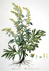 absinthe fleurs sauvages jaunes